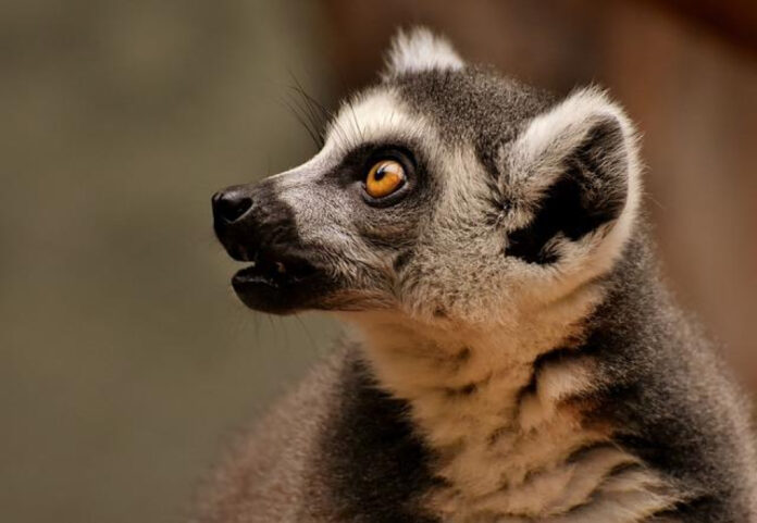 unlock-the-benefits-of-a-zoo-membership-in-san-diego.jpg Unlock the Benefits of a Zoo Membership in San Diego