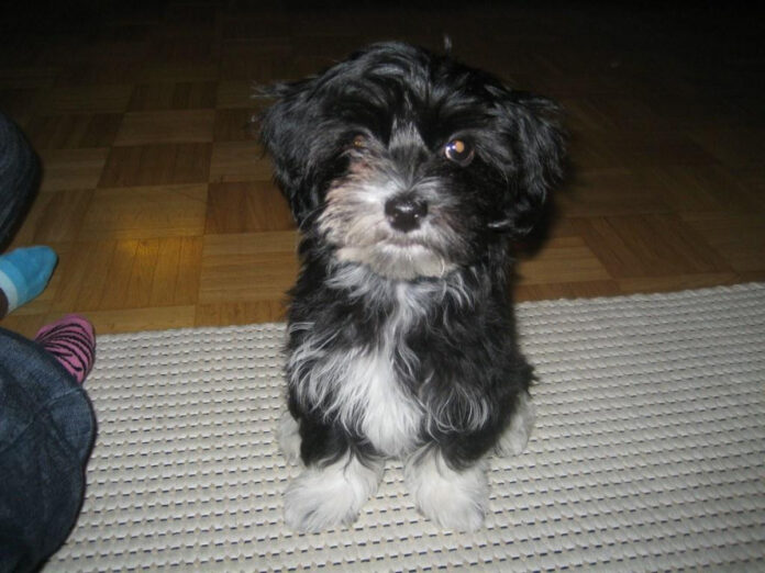 Havanese Rescue: Finding a Forever Home for Havanese Dogs