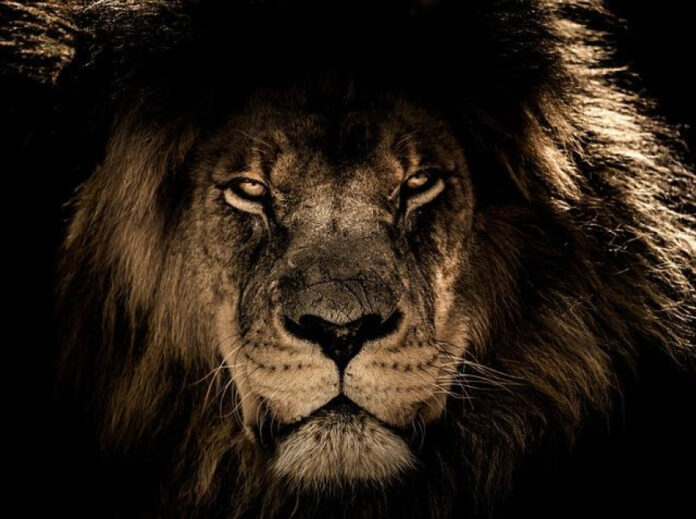 exploring-the-mesmerizing-gaze-of-lion-eyes.jpg Exploring the Mesmerizing Gaze of Lion Eyes
