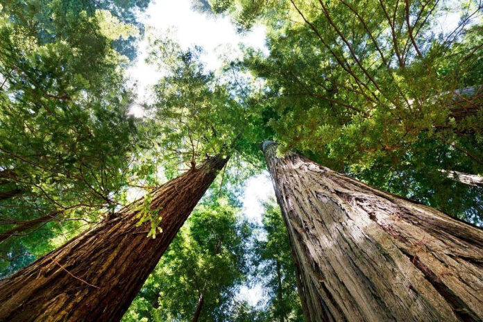 Exploring the Charm of Redwood Heights