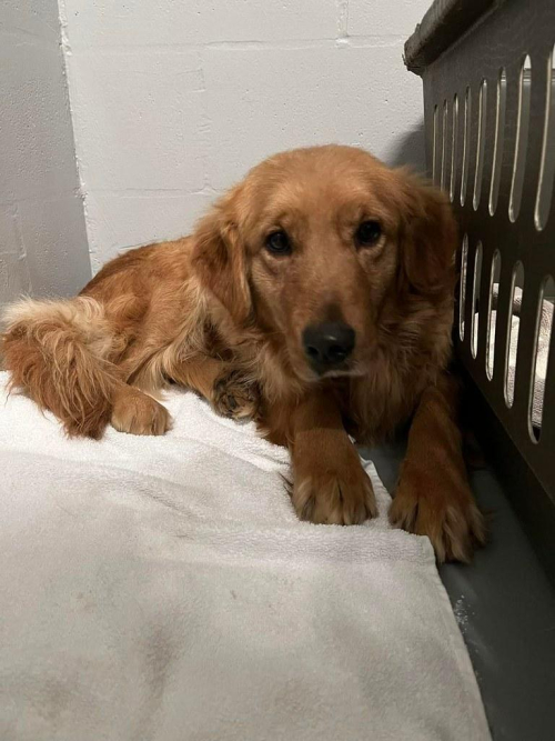 humane-society-gainesville-caring-for-animals-in-need.jpg Humane Society Gainesville: Caring for Animals in Need