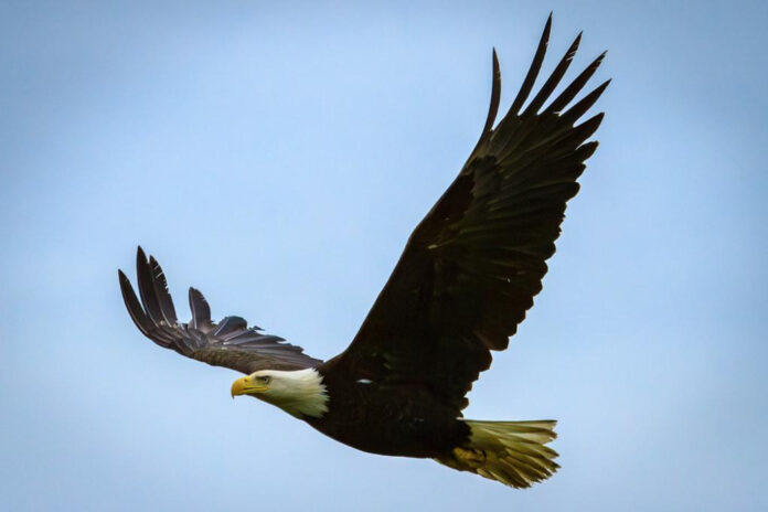 Discover the Joy of Animal Rescues