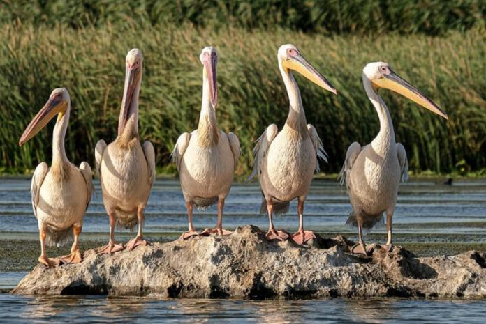 The Purpose of Wildlife Conservation: Preserving Biodiversity