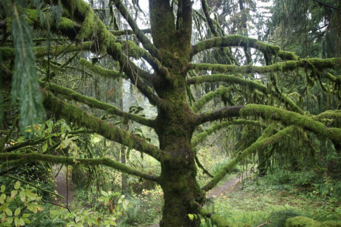 Hoyt Arboretum: A Guide to Portland’s Lush Urban Oasis