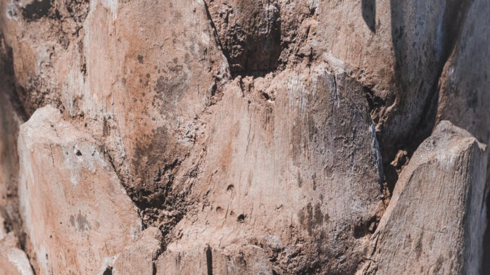 Exploring the Work and Influence of Mark Emms