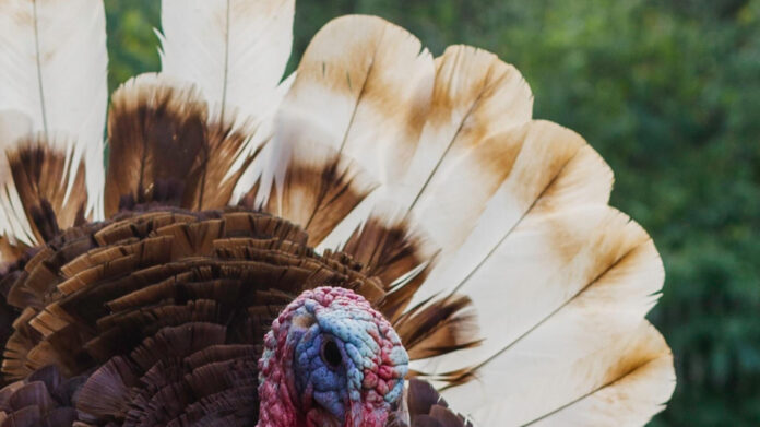 The Latest on Tom Sandoval and Raquel: What You Need to Know