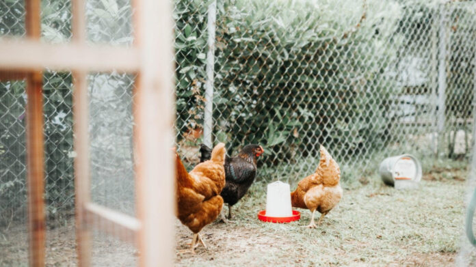 The Life and Career of August Francesca Coppola Cage