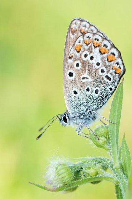 animal-of-the-day-2023-a-spotlight-on-biodiversity.jpg Animal of the Day 2023: A Spotlight on Biodiversity