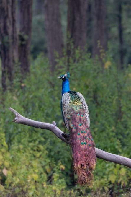 exploring-the-quirky-world-of-peacock-puns-a-business-perspective.jpeg Exploring the Quirky World of Peacock Puns: A Business Perspective