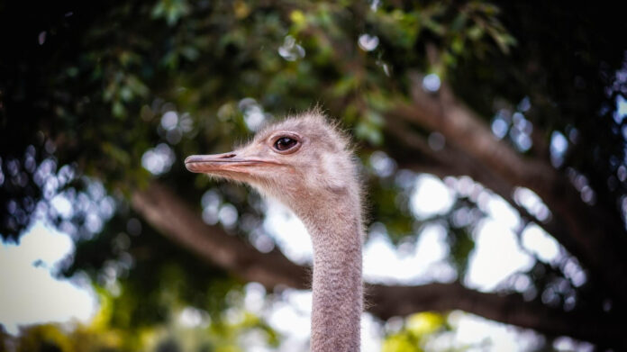 Discover the Big Guava: Facts, Benefits, and Recipes