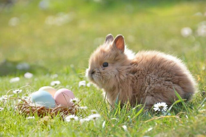 2023 Happy Easter Pics: Spread Joy with Beautiful Images