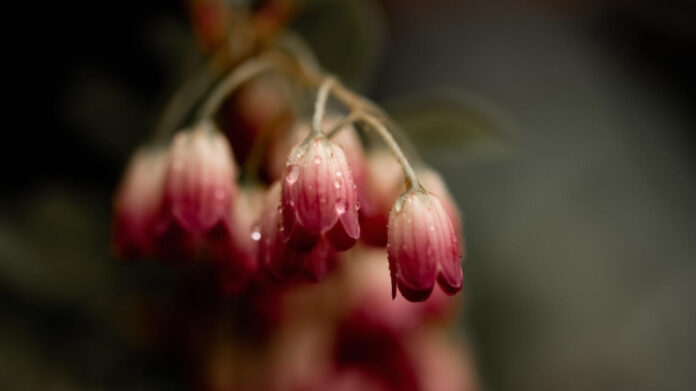 Unveiling Season 7 MasterChef Winner