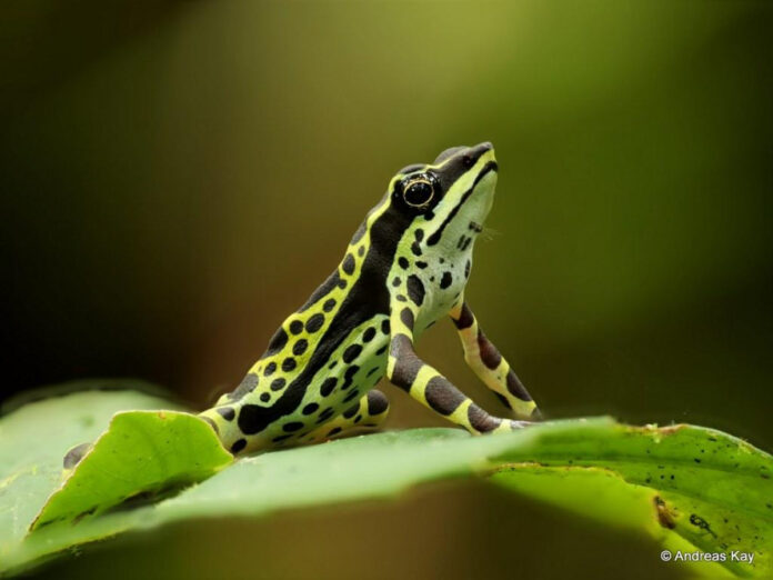 unbelievable-frog-and-scorpion-story-amazes-readers.jpg Unbelievable: Frog and Scorpion Story Amazes Readers