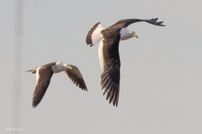 Who are the November 30th Celebrities? | Birthday Report