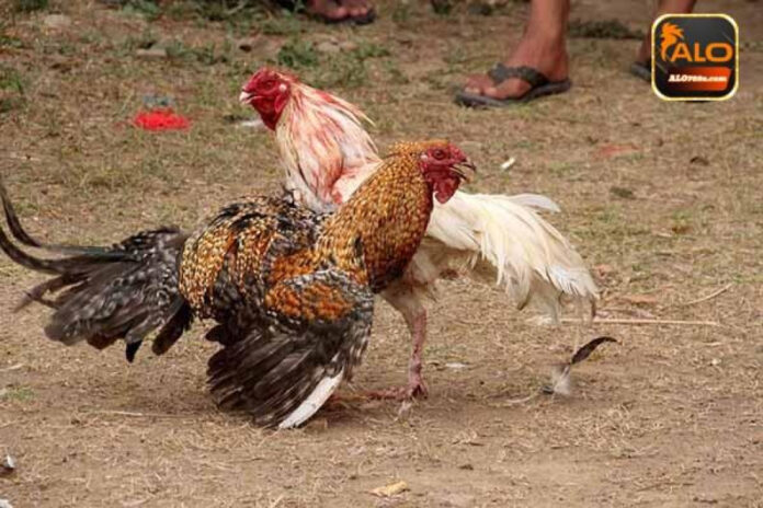 Is Tran Van Huu Really Who He Claims to Be