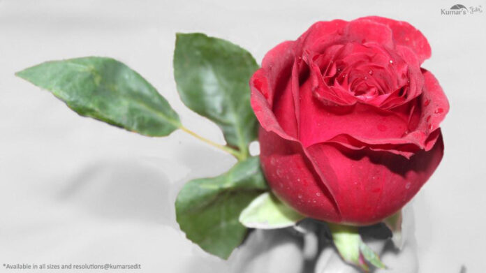 Are Rose Day Quotes Truly the Key to Love