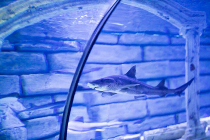 is-it-possible-to-watch-shark-tank-india-season-2-online-free.jpeg Is It Possible to Watch Shark Tank India Season 2 Online Free