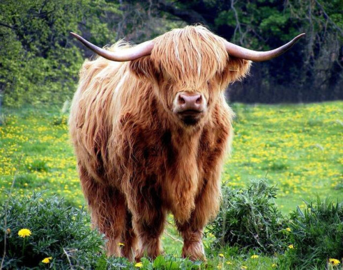 Discover the Charm of Cow Valentines