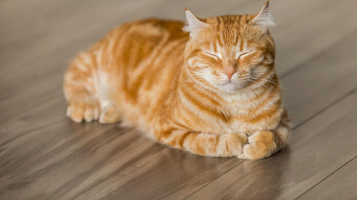 Discover the Good Mews: Cats, Community, and Compassion