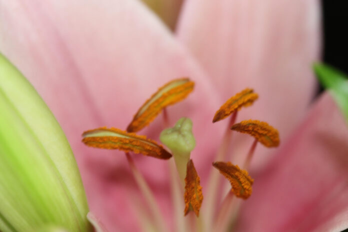 Exploring Liberty Hall Museum: A Historic Gem in New Jersey