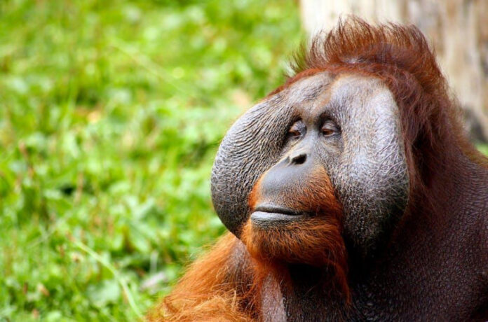 Ultimate Showdown: Orangutan vs Chimpanzee – Who Will Win