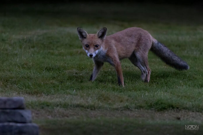 The Sensual Allure of Muscle Morphs