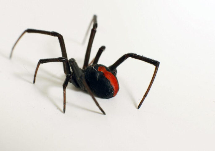 captivating-image-of-a-black-widow-spider.jpg Captivating Image of a Black Widow Spider