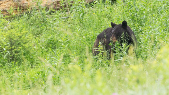 Meet the Fascinating Bears from The Jungle Book