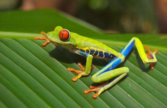 frog-trypophobia-understanding-the-fear-of-frog-skin-patterns.jpeg Frog Trypophobia: Understanding the Fear of Frog Skin Patterns