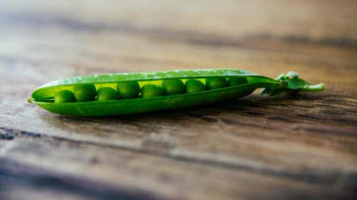 Discover How South Plains Food Bank is Fighting Hunger