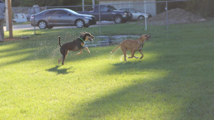 Discover Gulfport Humane Society: Saving Animals, Changing Lives
