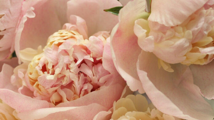 Uncover the Passion and Beauty of the Schwellenpflug