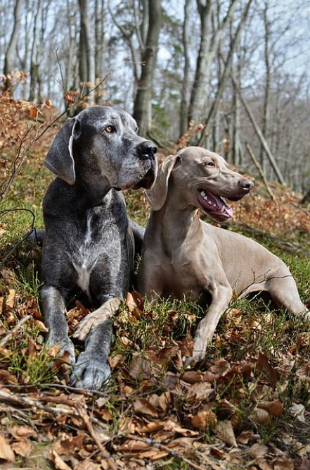 when-does-dog-days-begin-your-guide-to-the-canine-calendar.jpg When Does Dog Days Begin? Your Guide to the Canine Calendar