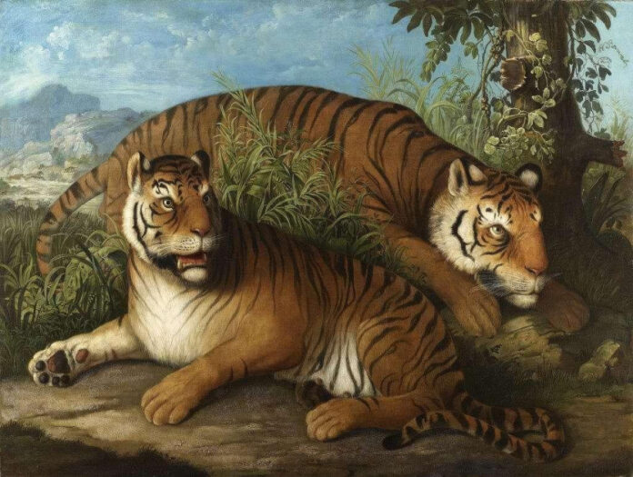 Join Tigers Unlimited: Saving Tigers and Their Habitats