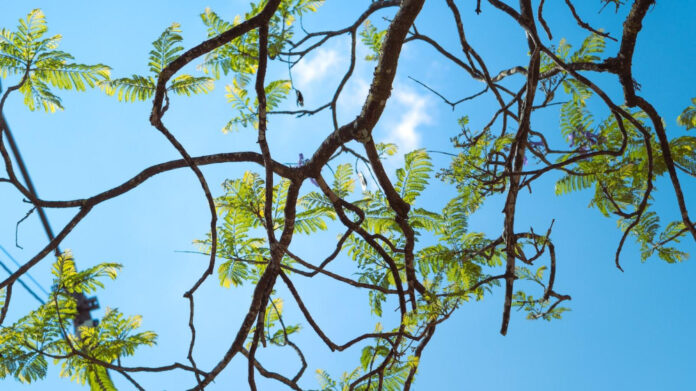 The Efficiency of the mybenefits.nationsbenefits.com App: A Scientific Analysis