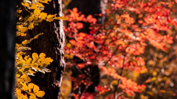 Is Dan Marino’s Marriage Still Going Strong, or Lost at Sea