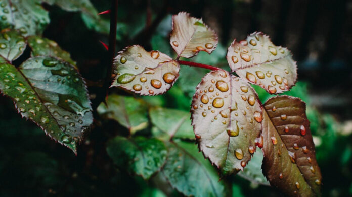 Lindsay Arnold Net Worth: A Biographical Overview