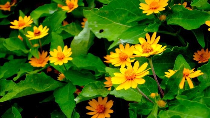 Yoo Hye-yeon: The Rising Star Making Waves in Entertainment