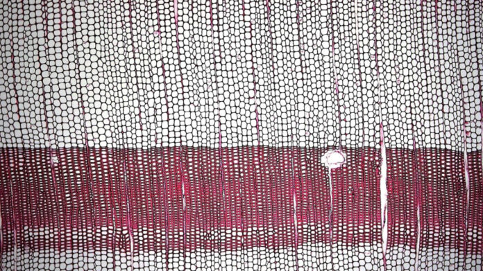 Discovering Woody McClain’s Impressive Net Worth