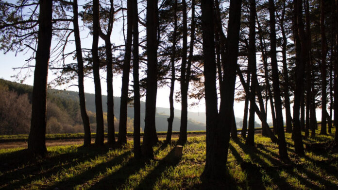 The Secret of Hardy Height: Exploring Nature’s Resilient Giants