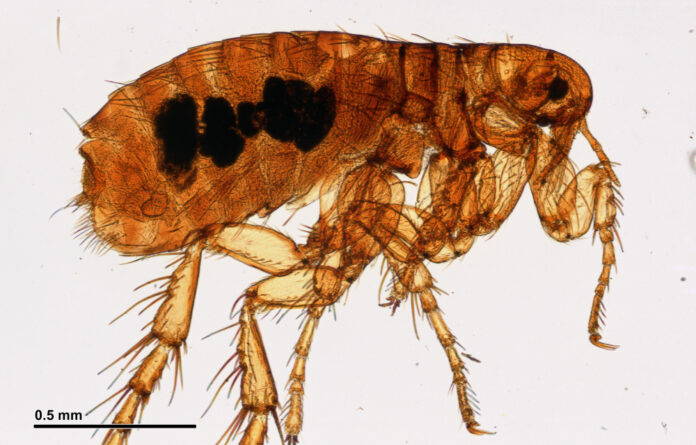 Get Rid of Fleas & Ticks: No Vet Prescription Needed