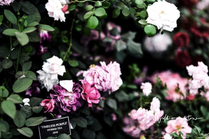 The Inspiring Story of Connie Koepke