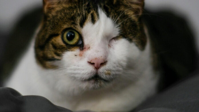 Uncovering Survivor 44’s Carolyn: A Compelling Story