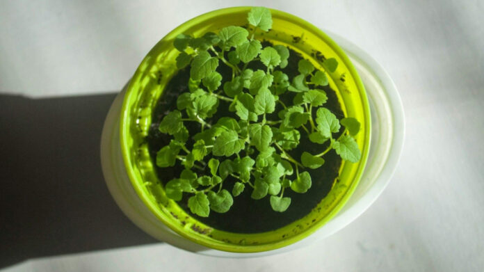 Melissa Gorga: How Tall is the RHONJ Star