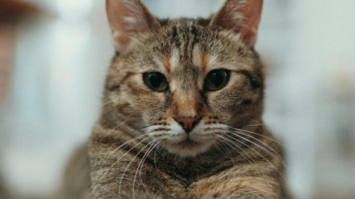 Sofia Franklyn’s Boyfriend: Who is the Mystery Man