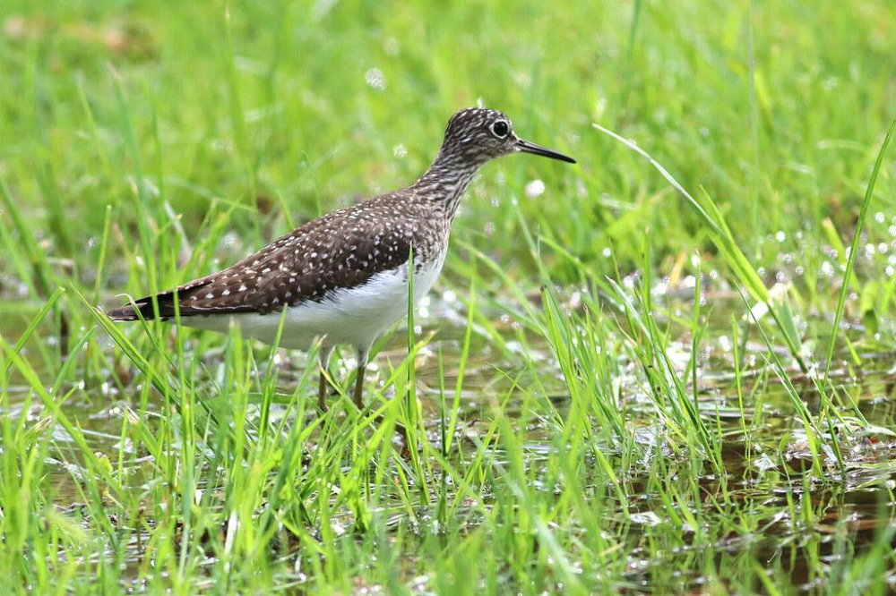 Unveiling Chrishell's Current Relationship Status - Animascorp