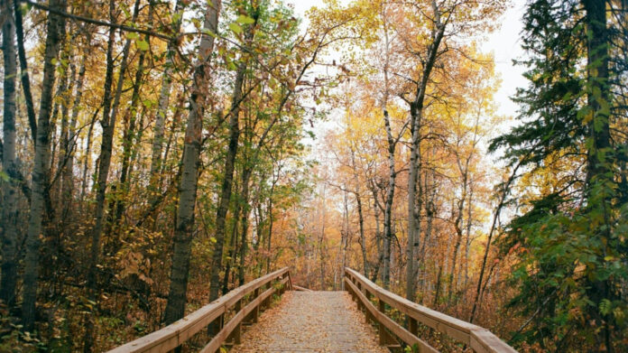 Emily Compagno Height: Exploring the NFL Reporter’s Statute