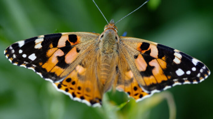 Discover the Husband of Vanessa Vadim: All You Need to Know