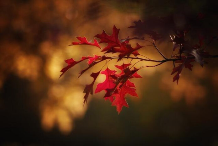 Autumn Falls Finds Love: Meet Her New Boyfriend!