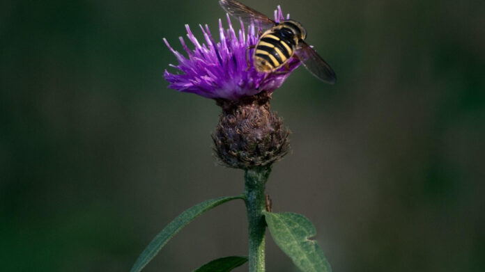 Queen Cheryl Death: What Really Happened